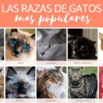 Descubre las 10 razas de gatos más comunes en México