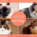 Las 10 razas de gatos de pelo largo más populares y hermosas que debes conocer