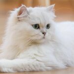 El fascinante mundo del gato persa exótico: características y curiosidades