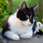 Conoce las razas de gatos negros con blanco: belleza y personalidad en un solo felino