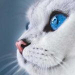 El misterio detrás de los gatos blancos con ojos azules: descubre todo sobre esta raza única