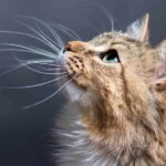 Qué significa encontrar un bigote de gato: curiosidades y supersticiones