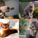 Descubre las 5 mejores razas de gatos silenciosos que no maullan