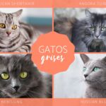 Los gatos grises más populares y adorables: Conoce los nombres de las razas más queridas