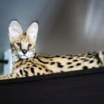 Los 10 gatos más caros del mundo: una mirada a las exclusivas razas felinas