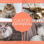 Las mejores razas de gatos hipoalergénicos: disfruta de la compañía felina sin preocupaciones