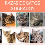 Descubre las increíbles razas de gatos atigrados: patrones y características únicas