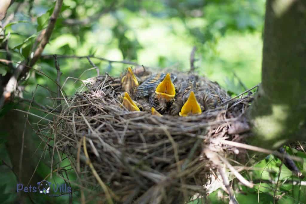 un nido de crías de pájaro