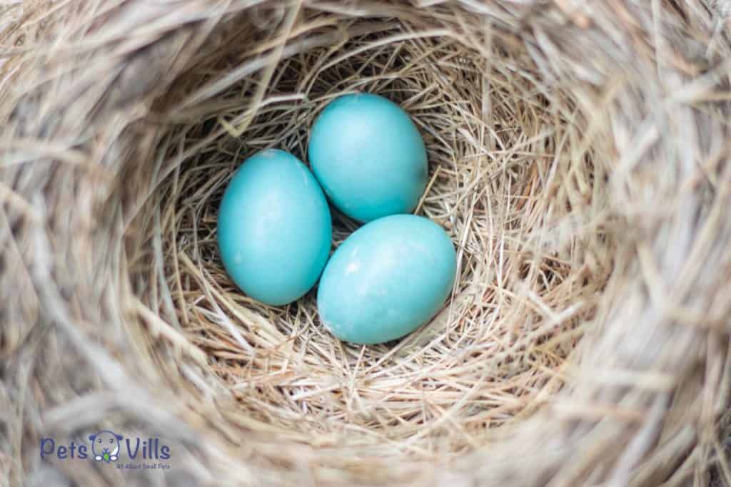 huevos azules en el nido