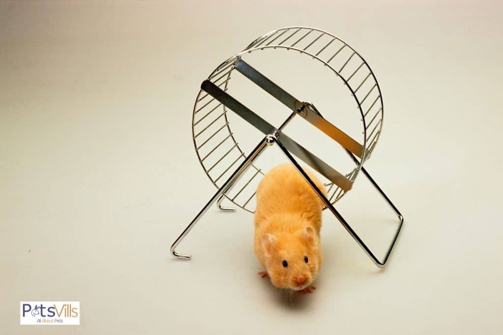 un hamster no corre en la rueda porque es demasiado pequeño