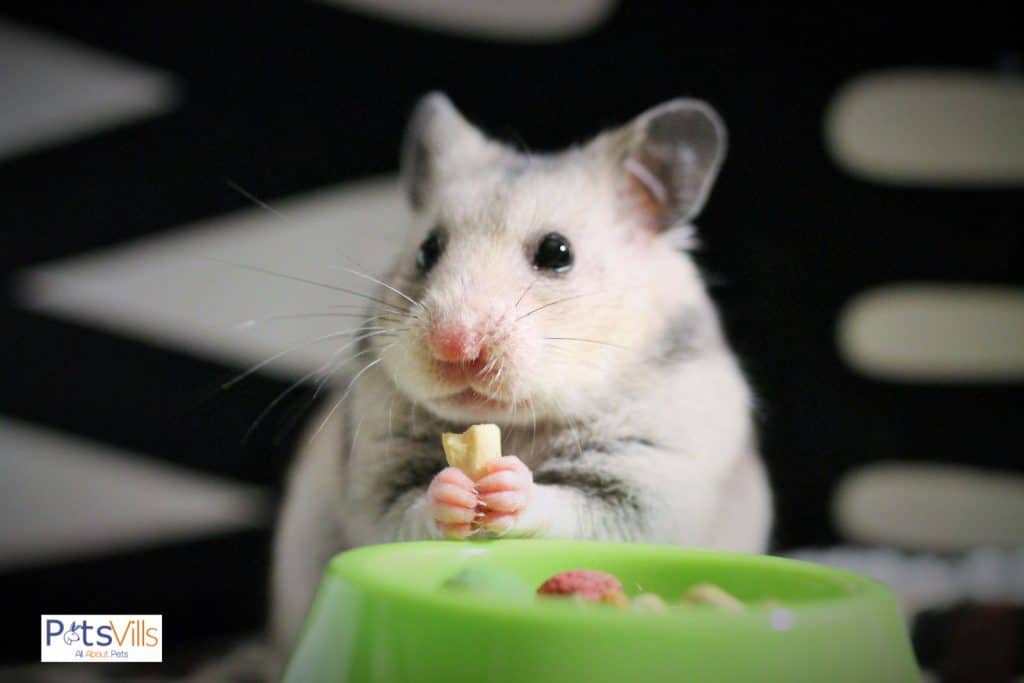 mi hamster comiendo comida seca