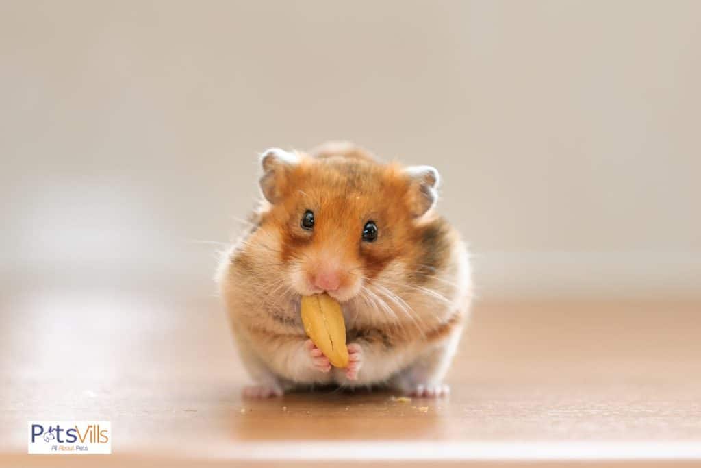 mi hamster embarazada comiendo nueces