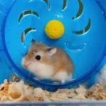 lindo hamster corriendo sobre sus ruedas