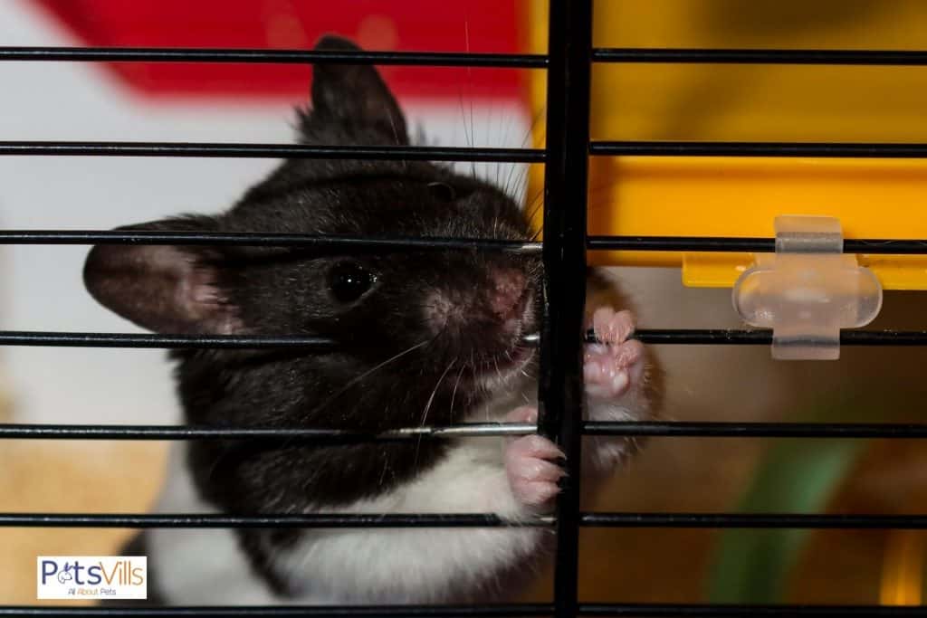 hamster masticando la jaula