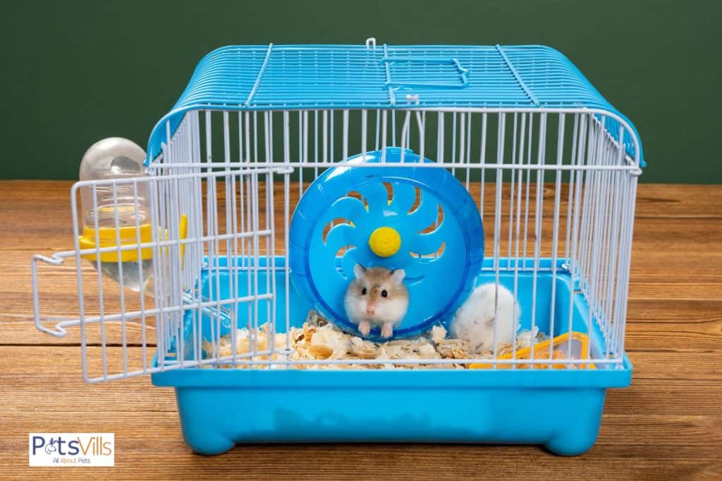 hamster en jaula, ¿necesitan luz solar los hamsters?