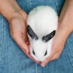 coge un conejo con la mano pero ¿por qué gruñen los conejos cuando alguien los coge?