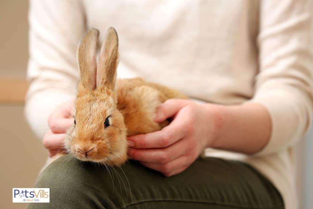 sujeta a un conejo con la mano pero ¿por qué los conejos gruñen cuando alguien los sujeta?