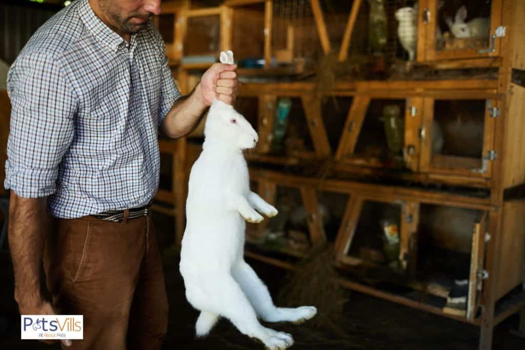 a man handle rabbit recklessly that causes do rabbits bite