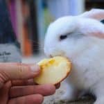 un hombre dando de comer manzana a un conejo