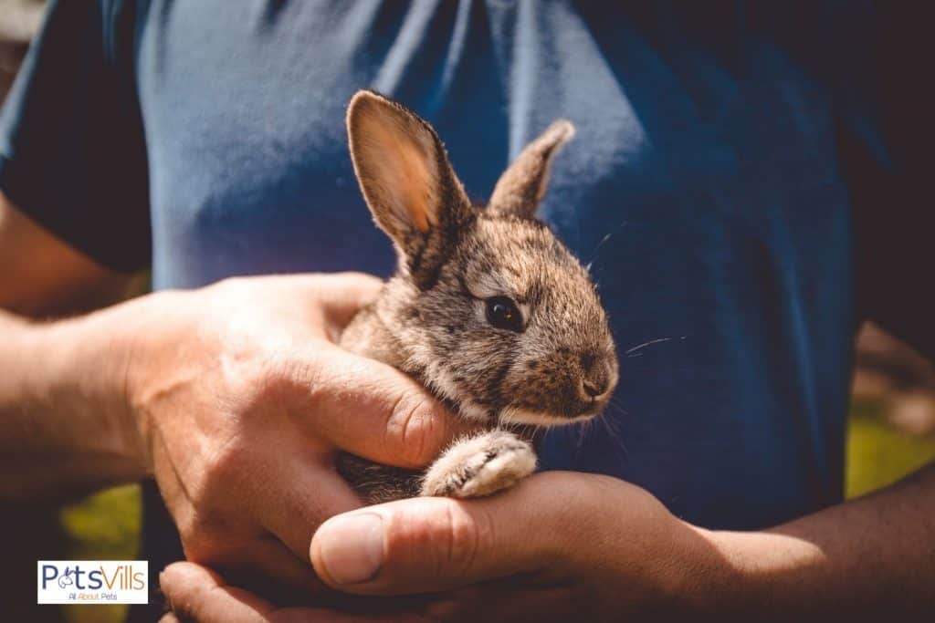 un conejo en la mano, ¿por qué muerden los conejos?