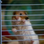 un hamster intentando trepar por la jaula, signos de hamster infeliz