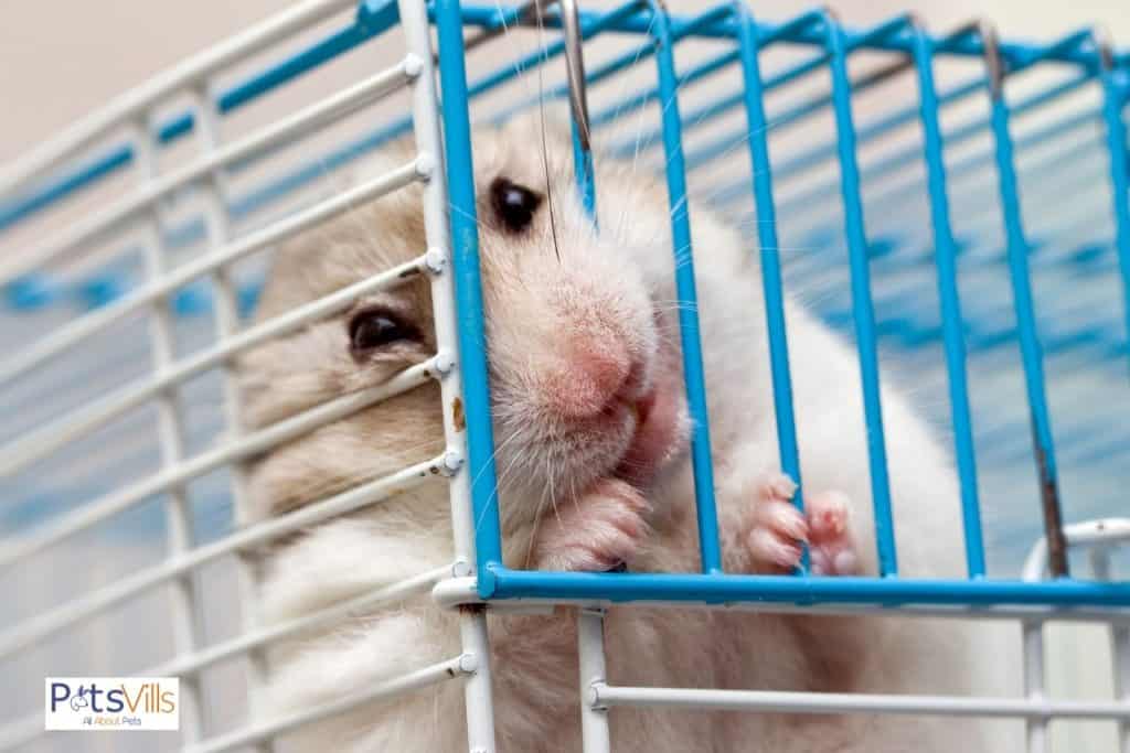 un hamster muerde la barra de la jaula, por qué los hamsters muerden la barra de la jaula