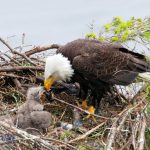 madre pájaro alimentando a sus crías en el nido