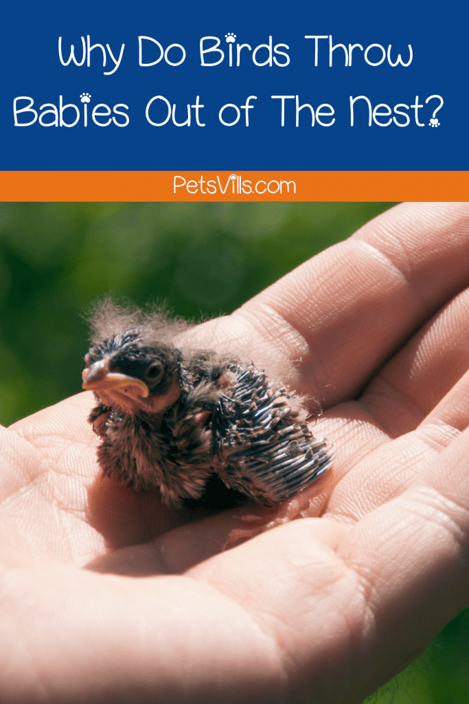 bebé pájaro en la palma de la mano pero ¿Por qué los pájaros tiran a los bebés del nido?
