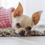 Las 10 mejores razas de perros tranquilos ideales como mascotas en casa