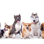 Cuantas razas de perros existen en el mundo: una guía completa