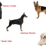 Las 5 razas de perros más inteligentes que sorprenden por su habilidad mental