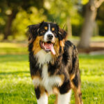 5 razas de perro que no ladran: la solución para convivir en armonía en apartamentos y vecindarios