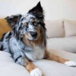 Descubre las 5 razas de perros con ojos azules