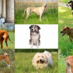 Descubre las 5 Mejores Razas de Perros Africanos para tener como Mascota