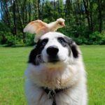 Las Mejores Razas de Perros para Cuidar tus Gallinas: Descubre a los Aliados Perfectos de tu Corral