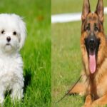 Las 10 mejores razas de perros Terrier que amarás tener como mascota