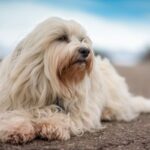 Las Mejores Razas de Perros Peludos Medianos para Tener como Mascotas