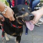 Descubre todo sobre la fascinante variedad de razas de perros criollos en Latinoamérica