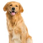 Conoce todo sobre la raza de perro Cobrador Dorado: características, cuidados y curiosidades