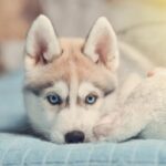 Raza de Perro Husky Bebé: Características y Cuidados Básicos