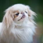 Las 10 razas de perros pequeños peludos que te enamorarán