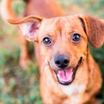 Descubre todo sobre la raza de perro mestizo: características, cuidados y curiosidades
