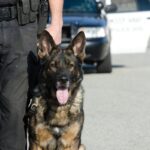Las 10 Mejores Razas de Perros Policía: Características y Habilidades