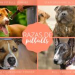 Descubre las Mejores Razas de Perros Similares al Pitbull: Características y Consejos