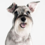 Raza de perro gris con bigote: características, cuidados y curiosidades