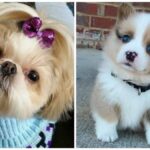 10 razas de perros pequeños peludos ideales para tener en casa como mascotas