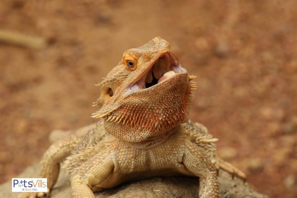 dragón barbudo con la boca muy abierta