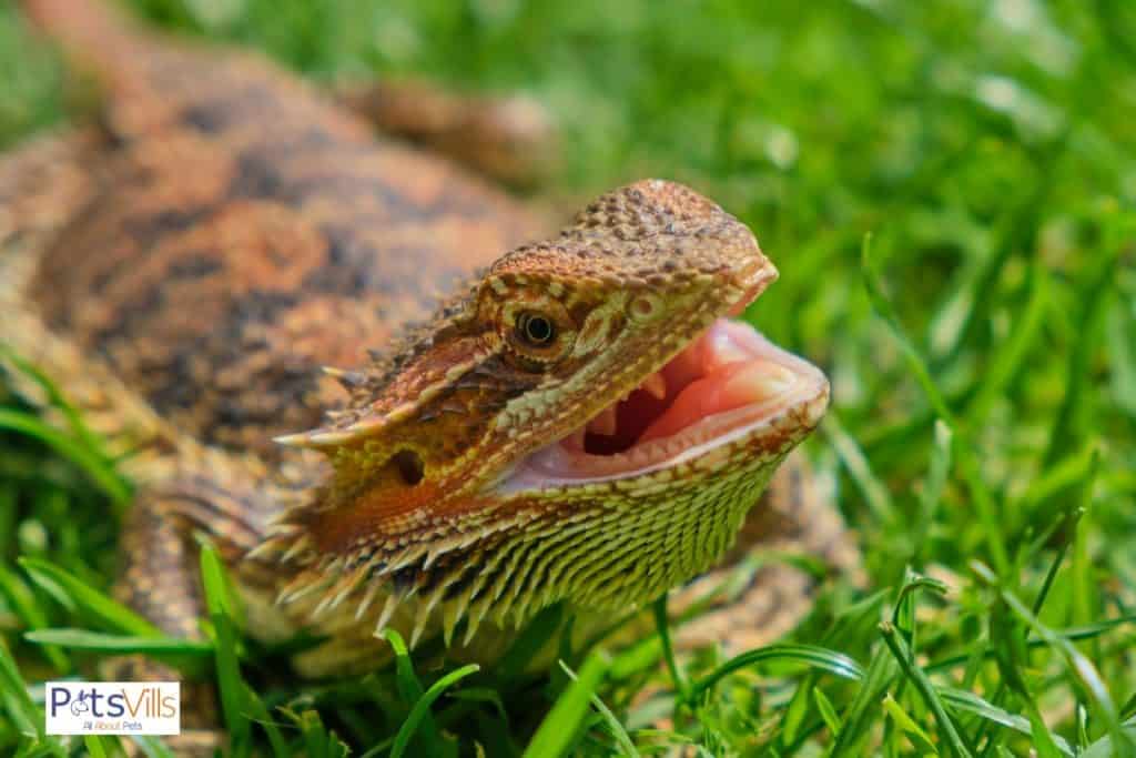 dragón barbudo mostrando la boca