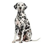 Descubre todo sobre la raza de perro Dálmata: Origen, características y cuidados