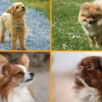Los 10 tipos de razas de perros peludos más populares para tener como mascota